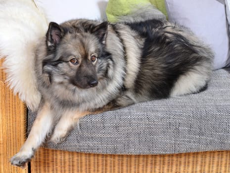 Dog on sofa with cushion