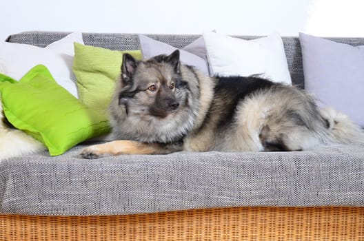 Dog on sofa with cushion