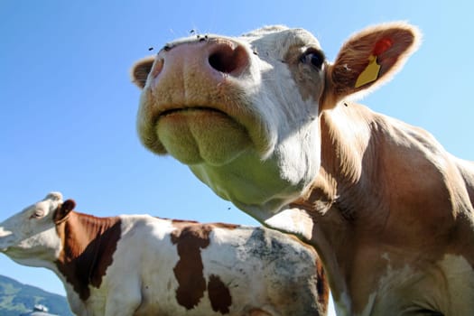 Bavarian cows