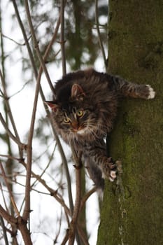 Hangover on the tree