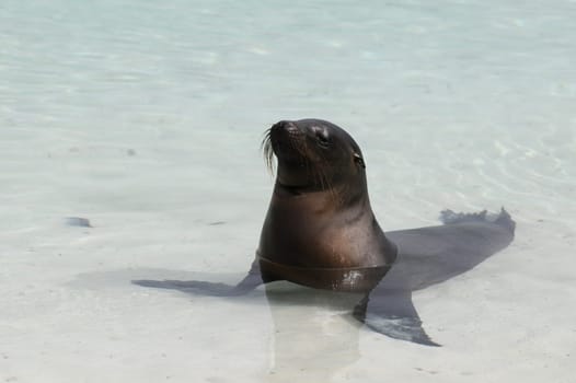Sea Lion in Galapagos