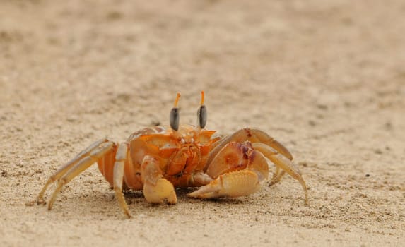 Ghost crab on Isabela beach / Galapagos