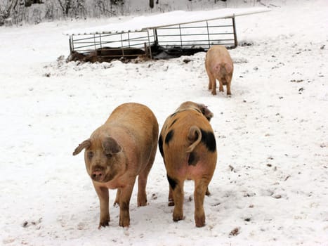 Grazing pigs in winter