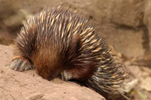 spiny anteater looking for food in an old fallen tree