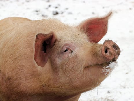 Grazing pig in the snow
