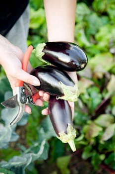 Hands holding three eggplants and garden scissors