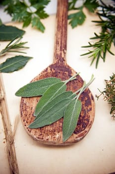 Fresh sage leaves on old wooden spoon