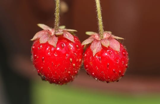 Fresh and delicious wild strawberries