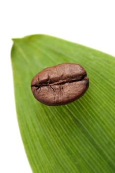 Single coffee bean on green leaf. Isolated on white.