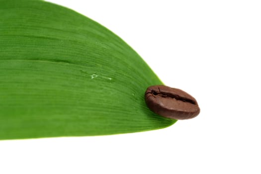 Single coffee bean on green leaf. Isolated on white.