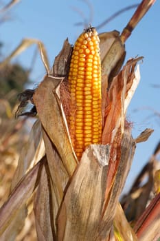 Close up corn on the cob
