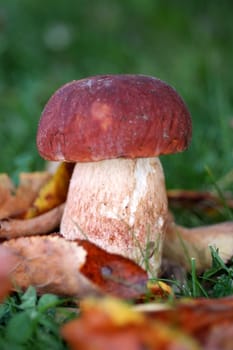 Cepe mushroom on the forest ground