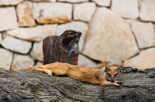 Common Mongoose Is Lying On The Felled Tree