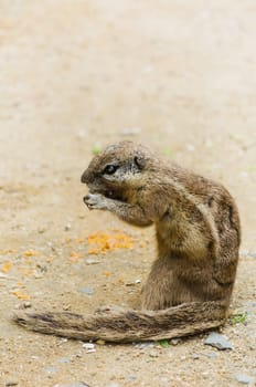 Little Ground squirrel (Xerus inaurus) Eats Carrot