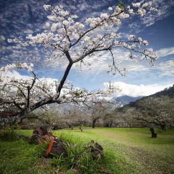 cherry blossoms with nice view for adv or others purpose use