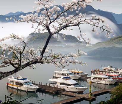 Landscape with boat mixed with nice sakura tree