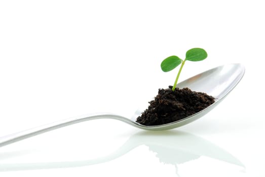 a small plant on a spoon symbolizing growth
