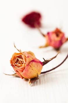 Dried red and orange roses on light background in studio