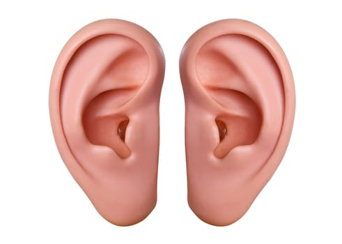 Cropped ears on white background
