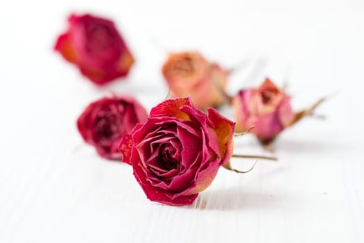 Dried red and orange roses on light background in studio