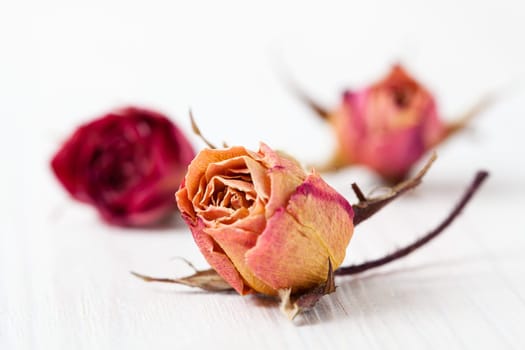 Dried red and orange roses on light background in studio
