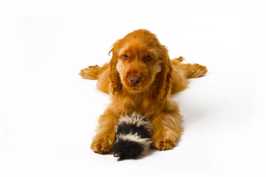 Red cocker spaniel puppy on light background
