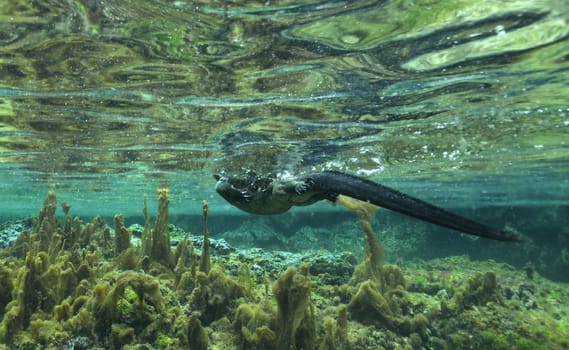 It is not easy to photograph a swimming marine iguana. They swim very fast! Recorded on Isabela / Galapagos