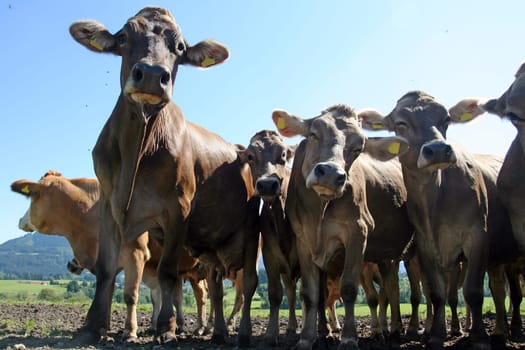 A herd of curious Bavarian cows