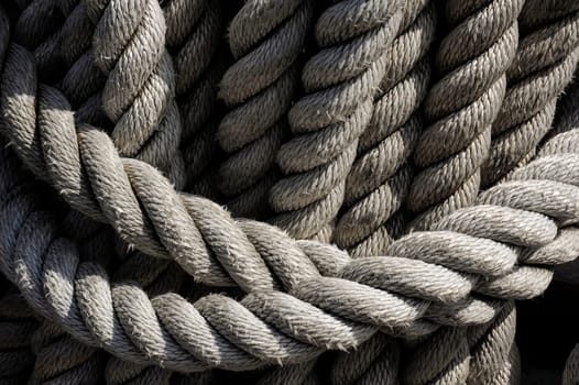 Ropes on a sheep strung together
