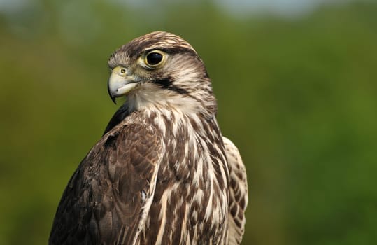 Saker