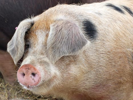 Grazing pig in winter
