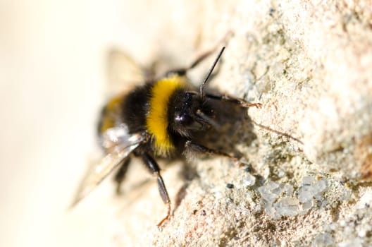 bumble bee resting on a rock