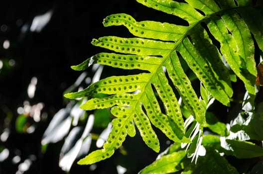 fern leaf with light coming from behind