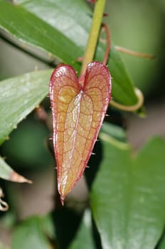 Single red leaf in the shape of heart
