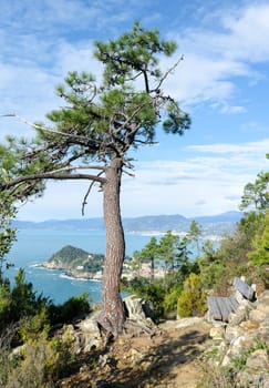 tilt of a pine in Sestri Levante in Liguria
