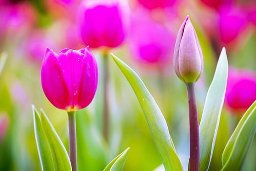 colorful tulips for adv or others purpose use