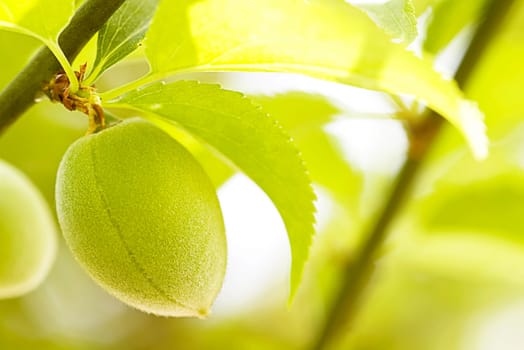 Peach orchard for adv or others purpose use