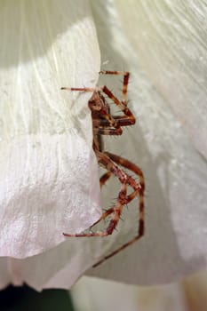 A spider in its good hiding place