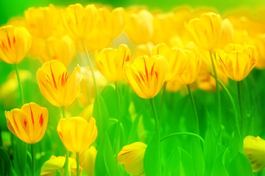 colorful tulips for adv or others purpose use