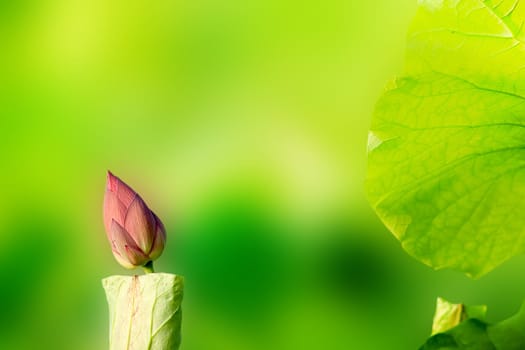 Beautiful Lotus with nice background color for adv or others purpose use