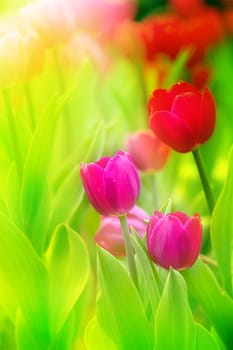 colorful tulips for adv or others purpose use
