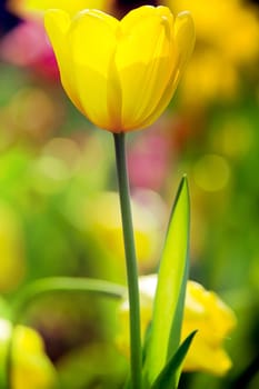 colorful tulips for adv or others purpose use