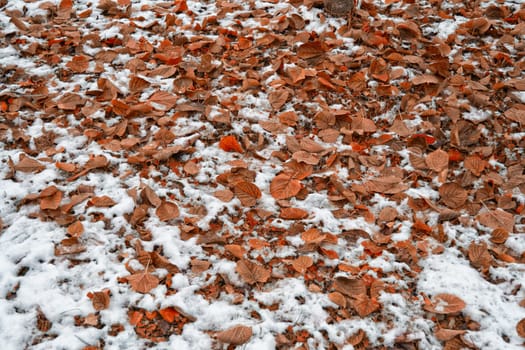Orange fallen leaves covered with snow on the ground.