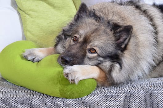 Dog on sofa with cushion