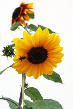 Sunflower with a hoverfly