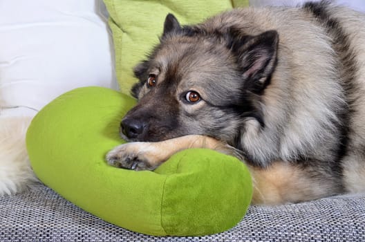 Dog on sofa with cushion