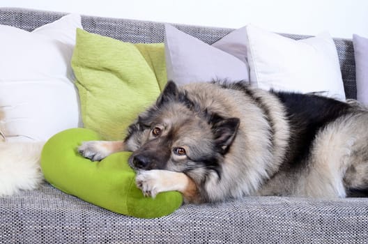 Dog on sofa with cushion