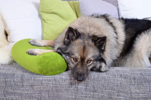 Dog on sofa with cushion