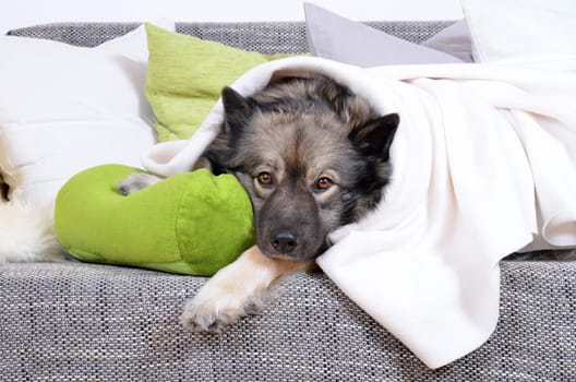 Dog on sofa with cushion