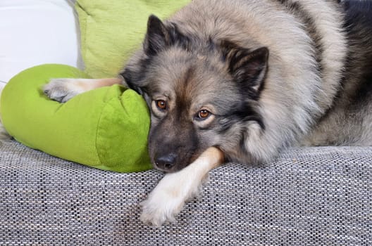 Dog on sofa with cushion